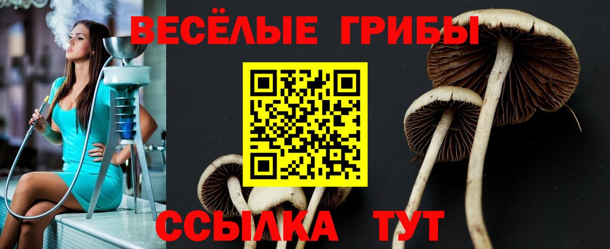 Псилоцибиновые грибы Psilocybe Курчалой