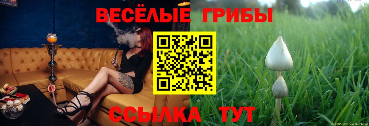 Курчалой  Галлюциногенные грибы GOLDEN TEACHER  Галлюциногенные грибы Psilocybine cubensis  Вход с VPN 